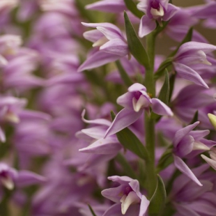 Cephalanthera kurdica